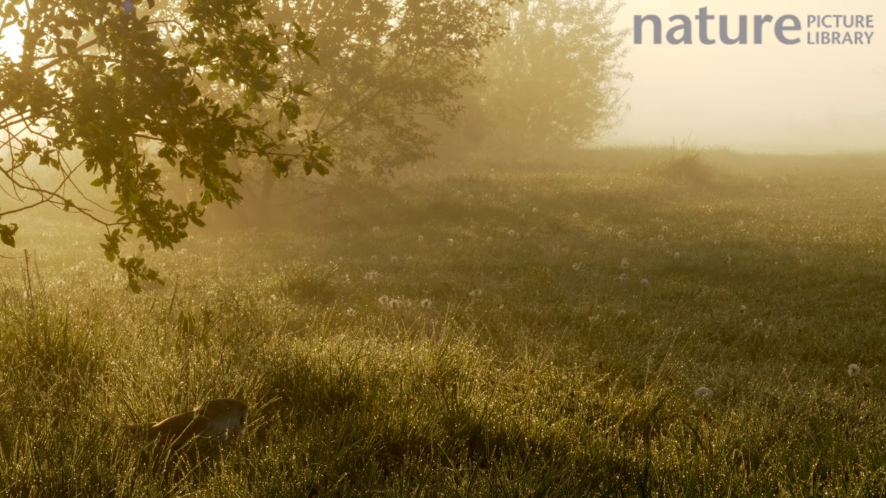 Slow motion clip of a Barn owl landing in a meadow at dawn