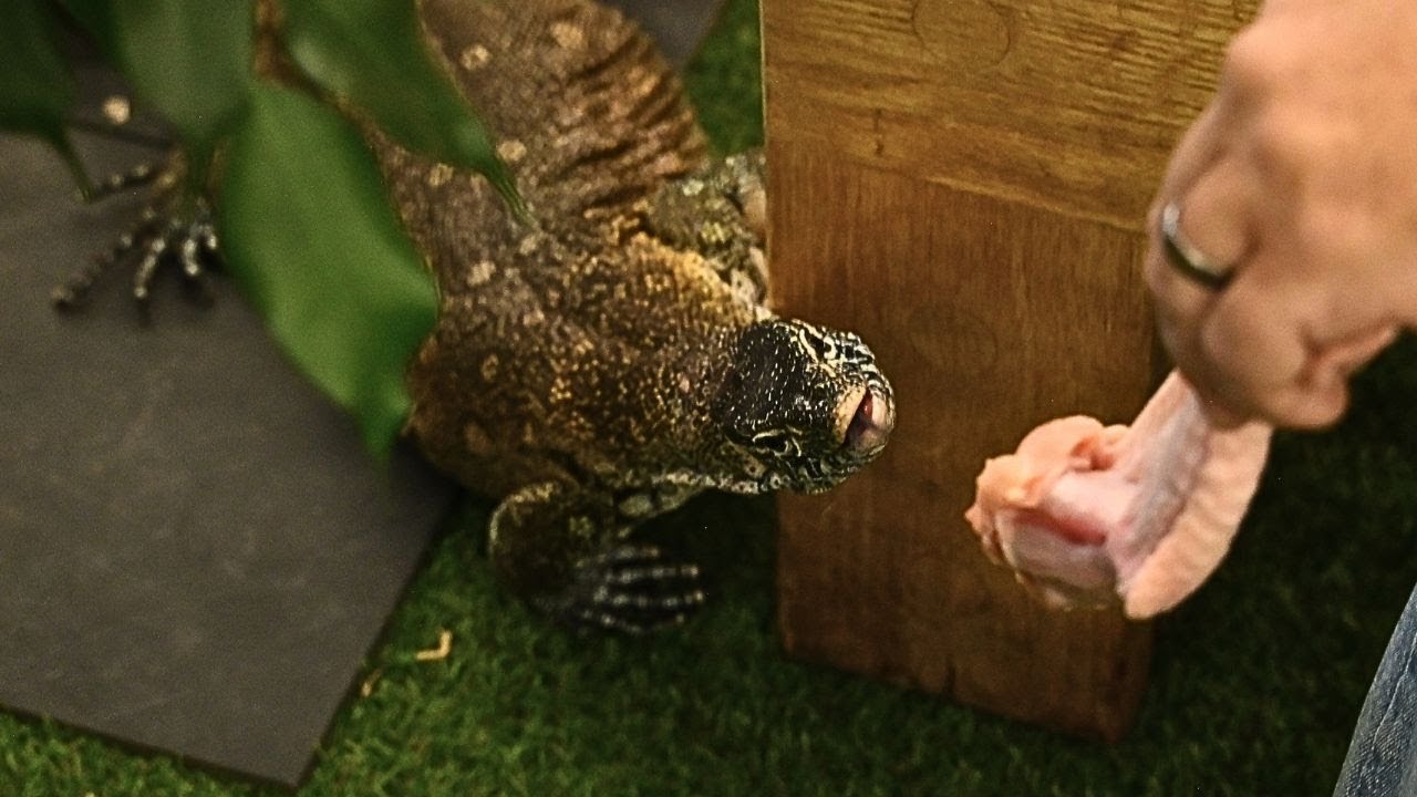 Not Your Average Lizard 🦎 Intro to the Nile Monitor