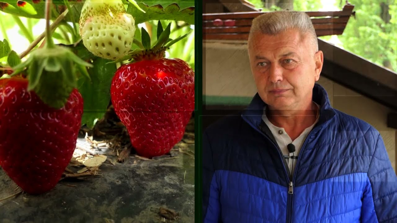 Domaćine kako radiš 24.05.2021. Proizvodnja jagoda, Krčedin, Drugovac
