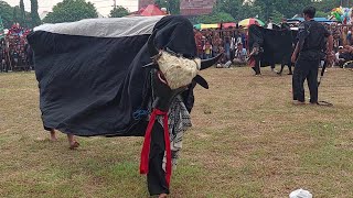 Bantengan Ngamuk LASKAR GUNUNG JATI Live Lap Musium Trowulan Mojokerto
