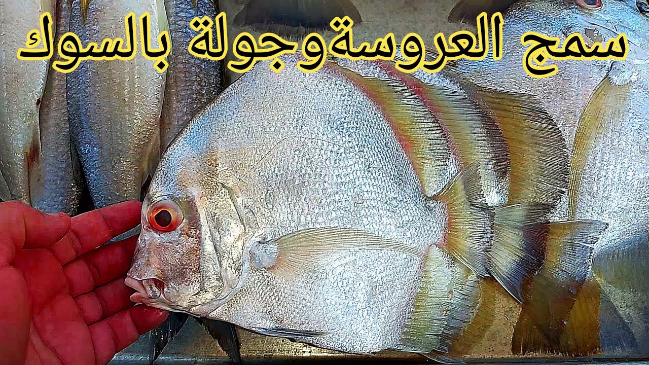 سماجة البصرة واسماك بحرية مالت الفاو#سمج البحر اتشوفة بس بالبصرة#