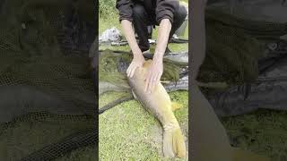 How to catch carp, best catch ever, carpfishing made easy #fishing #fishingtips