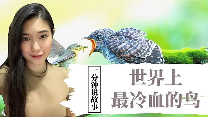 【1分钟说故事】世界上最冷血的鸟 | 比海盗还可恶的布谷鸟 | Karen冯凯琳