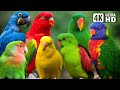 Most beautiful parrots  colorful birds  relaxing sounds  stunning nature  stress relief