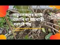 Bonsai Tree For Indian Climate (Part2) | Ficus Rumphii | Jori | Peepul Tree | Ground Training Bonsai