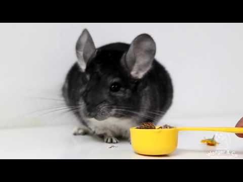 Video: Lipsa De Lapte în Chinchillas