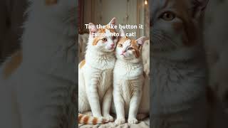 #cat #kitten #kitty #babykitty