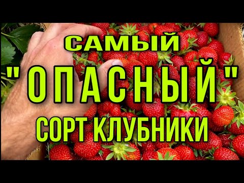 Самый Опасный Сорт Клубники