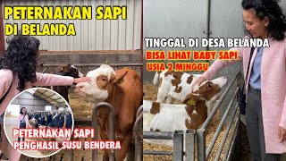 Download Lagu CATTLE FARMING IN THE NETHERLANDS | SEEING DAIRY CATTLE FARMING IN THE NETHERLANDS MP3 Download Lagu CATTLE FARMING IN THE NETHERLANDS | SEEING DAIRY CATTLE FARMING IN THE NETHERLANDS MP3