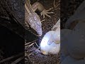 Hidden Desert Mission: Agama Lizard Micro-Camera Reveals Secret Underground World #trendingshorts