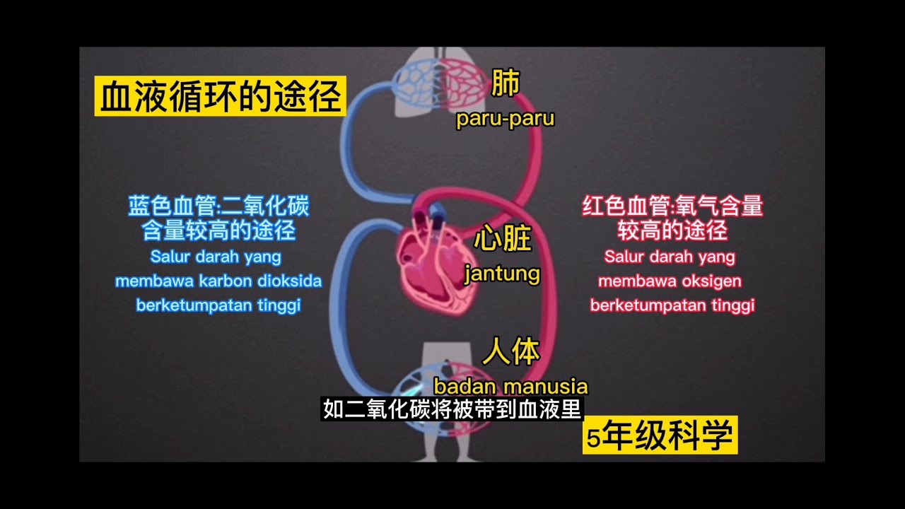 人体的血液循环系统 5年级科学 第二课 人类 Kssr Semakan Youtube