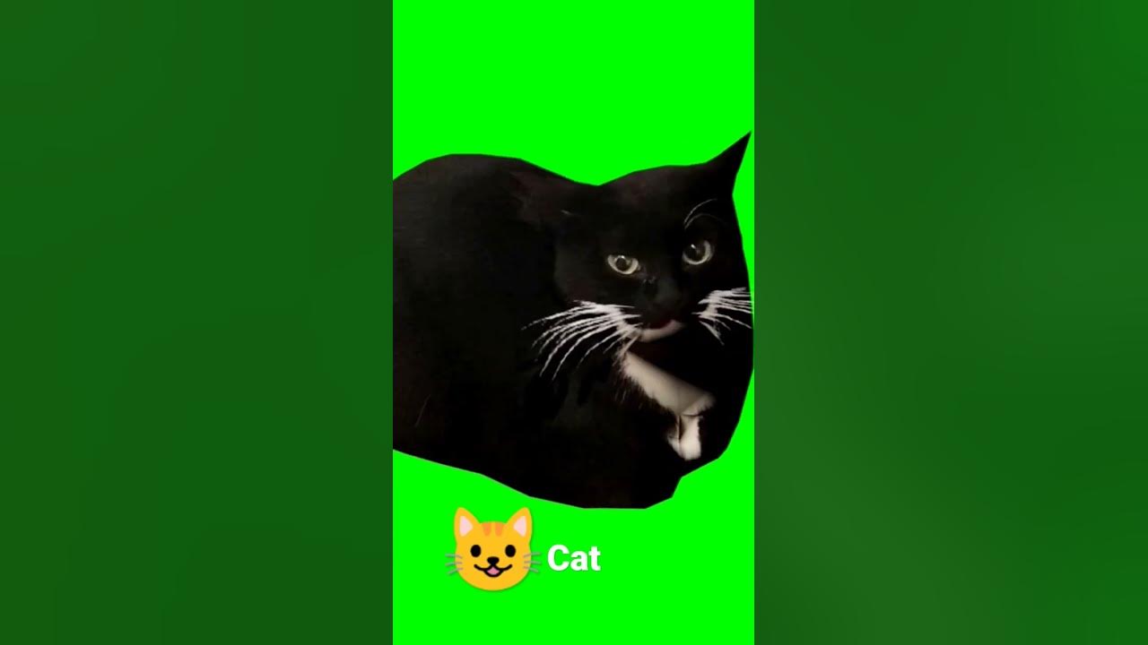 Футажи котов с мема Кот за рулём #мемы #tiktok #мемы_тикток #мем #greenscreen #зеленыйфон #кот #котз