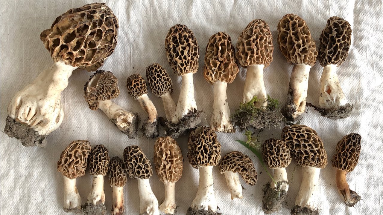 FUNGHI In Primavera - I MIGLIORI POSTI Per Trovare MORCHELLE