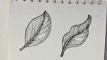 How To Draw tropical leaf with perspective | Drawing a Relaxing And Soft Objects Easily Arts - Tips