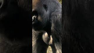 Johari the 400 pound Gorilla likes to look at people really close