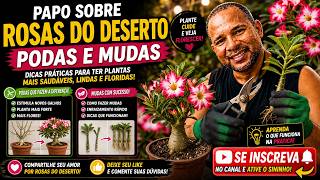 Desert rose: everything you need to know #rosasandoval #desertrose Desert rose: everything you need to know #rosasandoval #desertrose