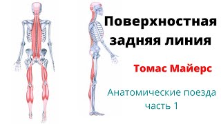 Поверхностная задняя линия по Томасу Майерсу. Фасции и мышцы. Анатомические поезда 1.