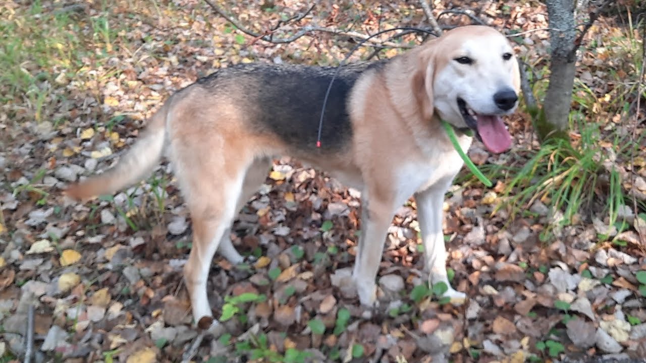 Русская гончая Волга в нагонке выставляет зайца беляка. - YouTube