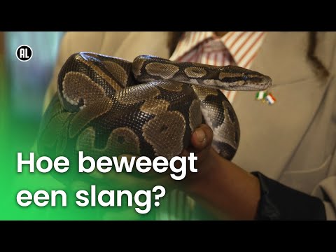 Video: Wat is een het slang?