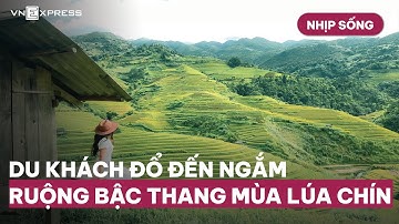 Nhịp sống : Du khách đổ đến ngắm ruộng bậc thang mùa lúa chín | VnExpress