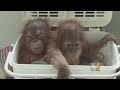 Two Orangutans Rescued From Trafficker