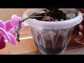 Полив орхидей в керамзите..как я поливаю..06.02.2020.