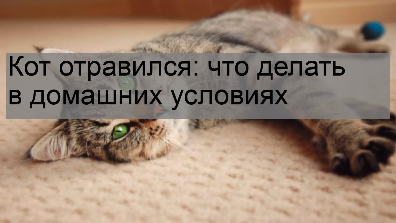 Отравили кота что делать