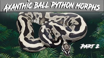 Axanthic Ball Python Morph Combos Part 2 | TSK | Joliff | Black | Red Axanthic | Jack