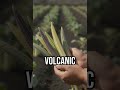 Discover how volcanoes boost agriculture! #TechInnovation #VolcanicFarming