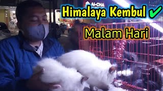 HArga Kucing Himalaya ❗