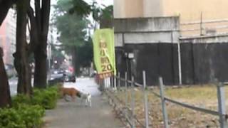 小白又遇到3歲的黃金獵犬02 980924