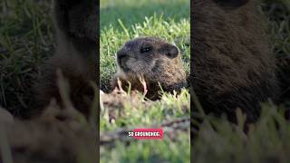 Where did the groundhog get its name, or the other names it goes by #shorts #shortvideo #shortsfeed