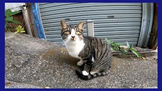 お土産屋さんの横に野良猫がいたので近づいてナデナデしてきた