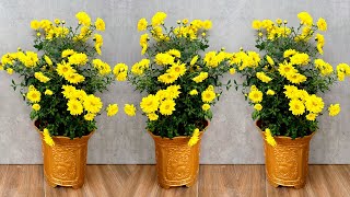 Ideas Propagated Brilliant Yellow Chrysanthemum by sand, many roots and flowers