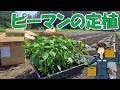 【ピーマンの定植】これが終われば、春の忙しさもひと段落。