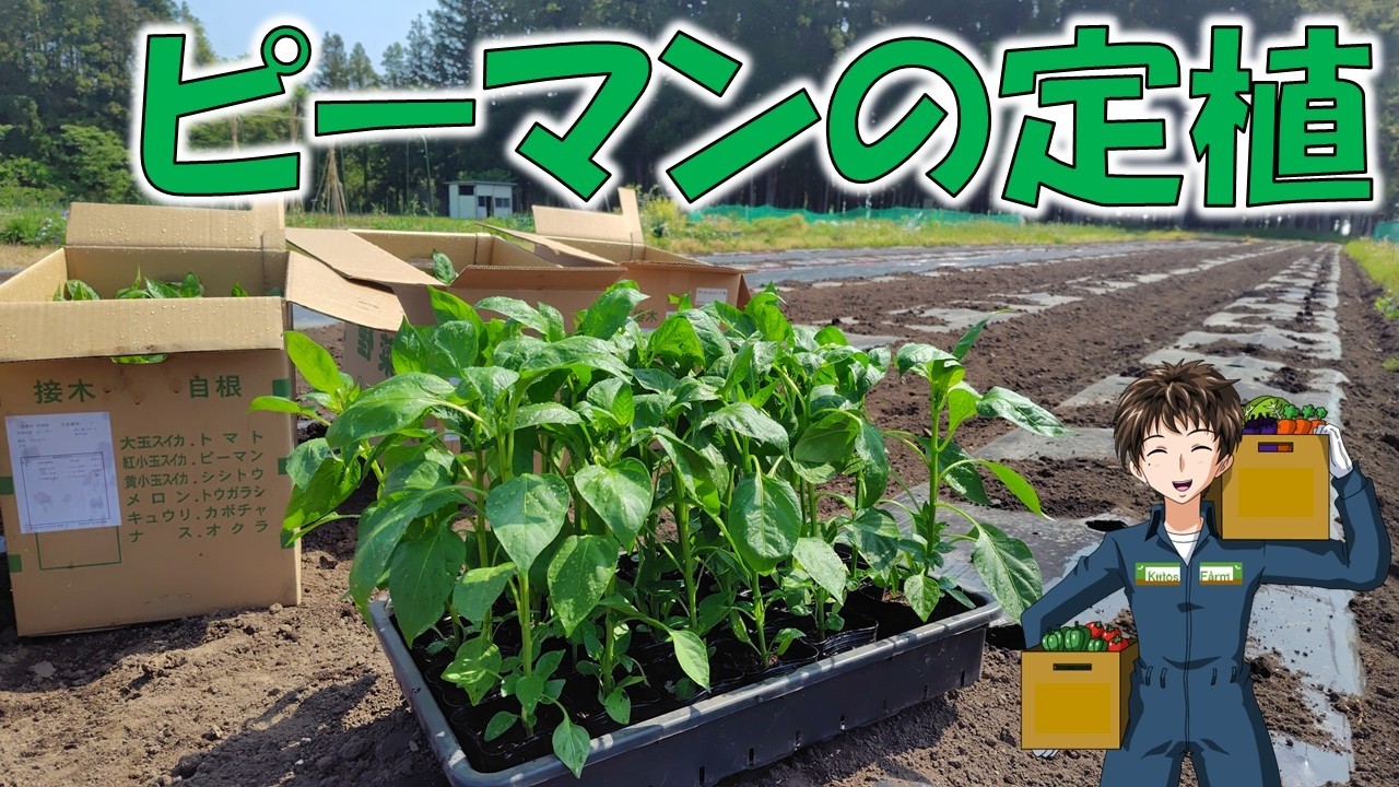 【ピーマンの定植】これが終われば、春の忙しさもひと段落。