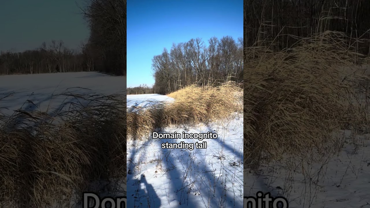 Best annual screen blend I have used so far 