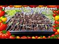 Our Indoor Tomato Starters Are Growing 🍅 Next Steps | Tomatoes Seed to Harvest Pt.7