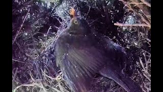 Blackbird nest - 2 Chicks   - Day 12 - Part 2