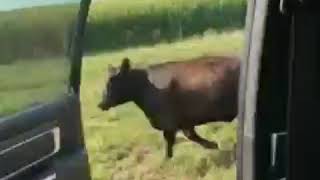 Cow Accepts the KEKE CHALLENGE 😂😂