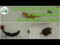 купание рептилий и поведение питомцев в воде