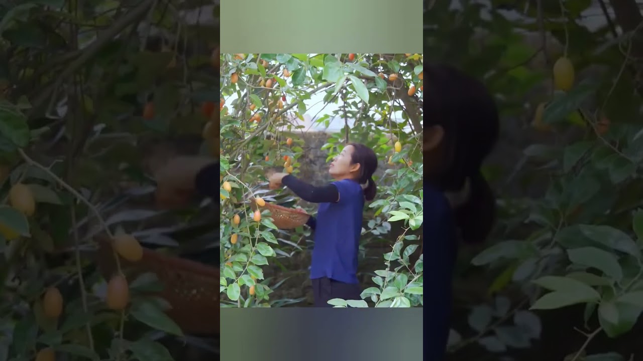 Harvesting Bastard Oleaster - Go to market sell 