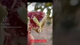 زراعة شجر التين من البذور هل ينتج أم لا ؟.Growing figs from seeds