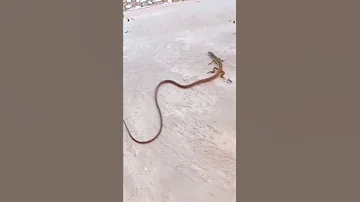 Это ящерица не отбрасывает хвост