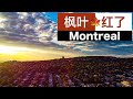 🇨🇦加拿大最美红叶季，蒙特利尔红叶航拍🍁