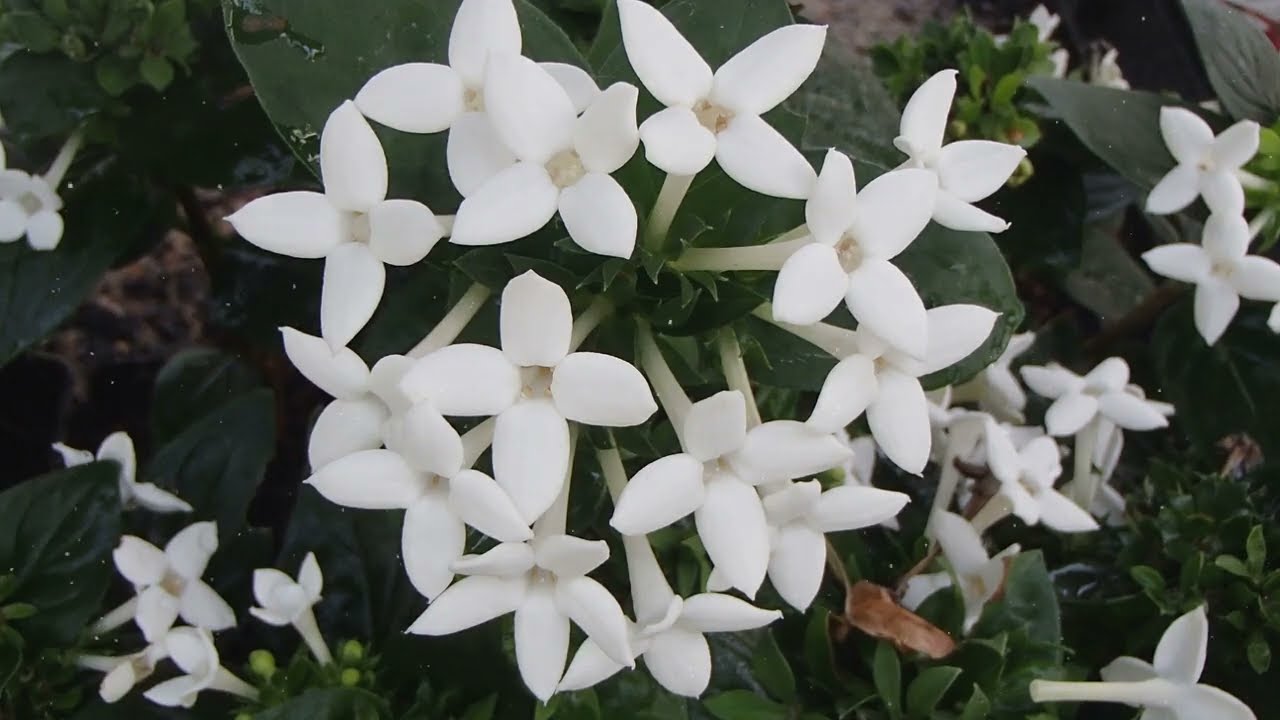 Bouvardia Flower White Best Flower Site