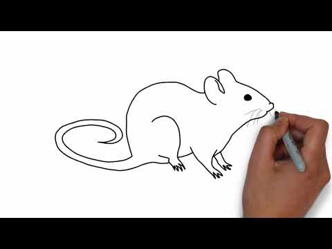How to draw a Rat video step by step. - YouTube