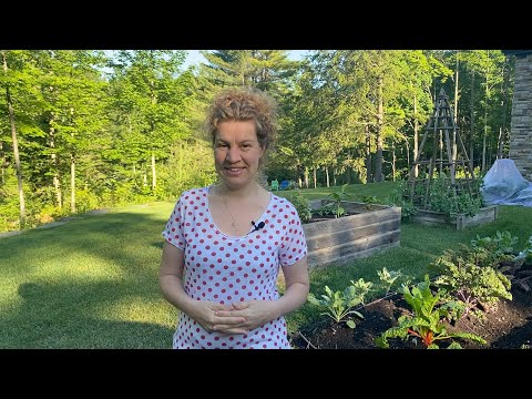 Vidéo: Pourquoi mes plants de concombre se sont-ils flétris ?