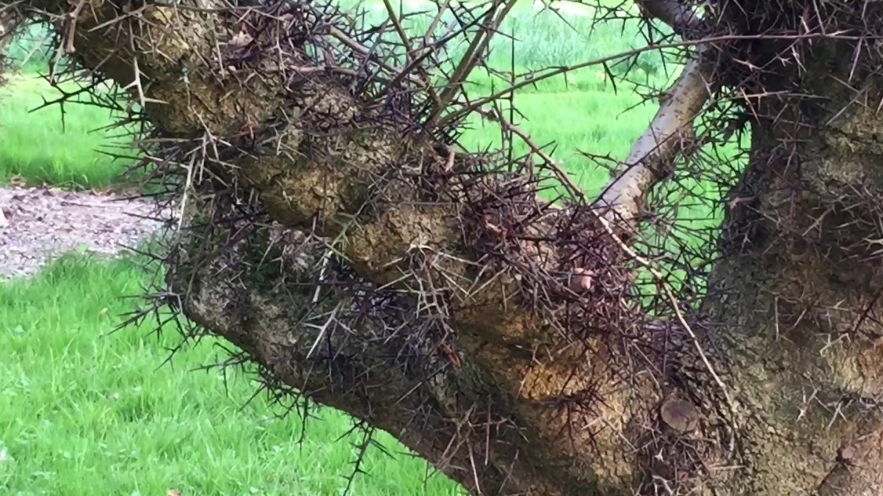 Blazing a Zoot in an Idillic Nature Spot