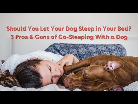 فيديو: إيجابيات وسلبيات السماح الكلب الخاص بك إلى النوم في سريرك